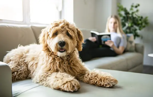 a dog lying on a couch