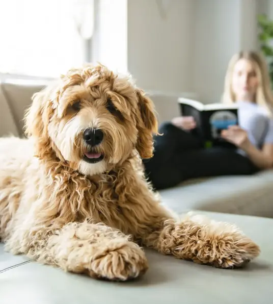 a dog lying on a couch
