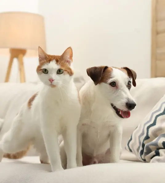 a cat and dog on a couch