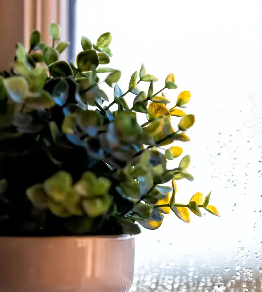 a plant in a pot