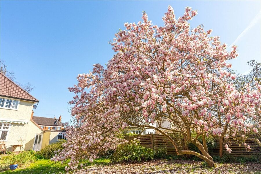 Magnolia Tree