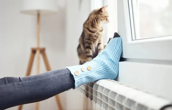 a cat sitting on a window sill