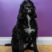 Oreo