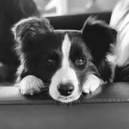 Myrtle 