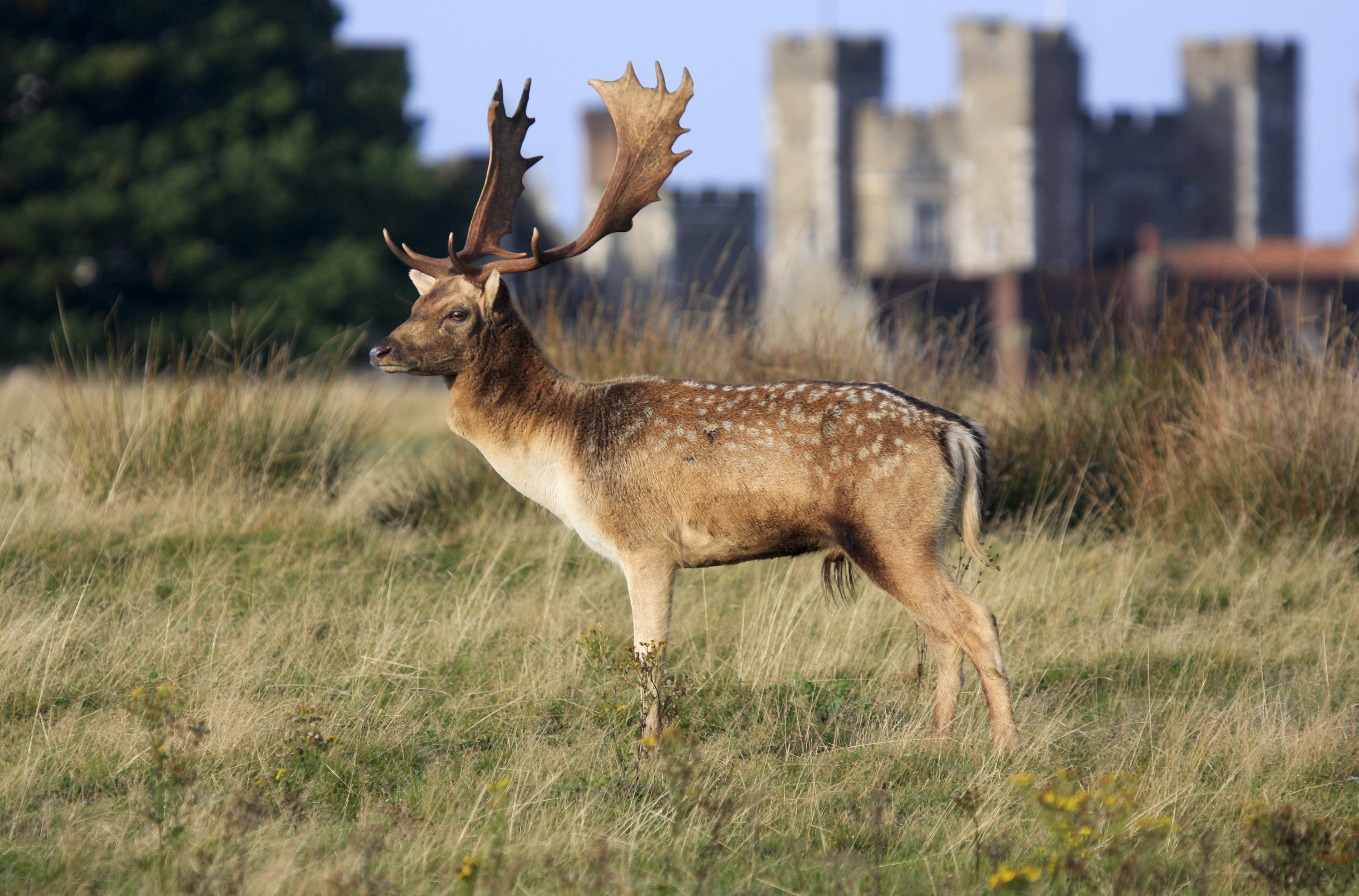 Deer