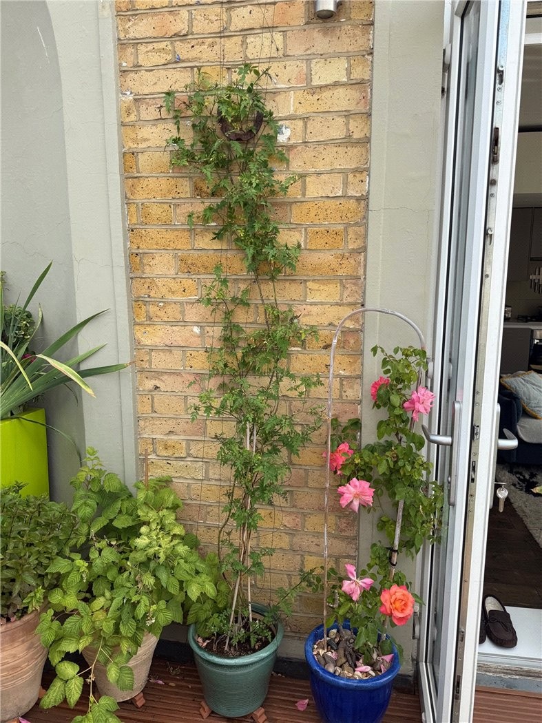 Anerley Road, London, SE20