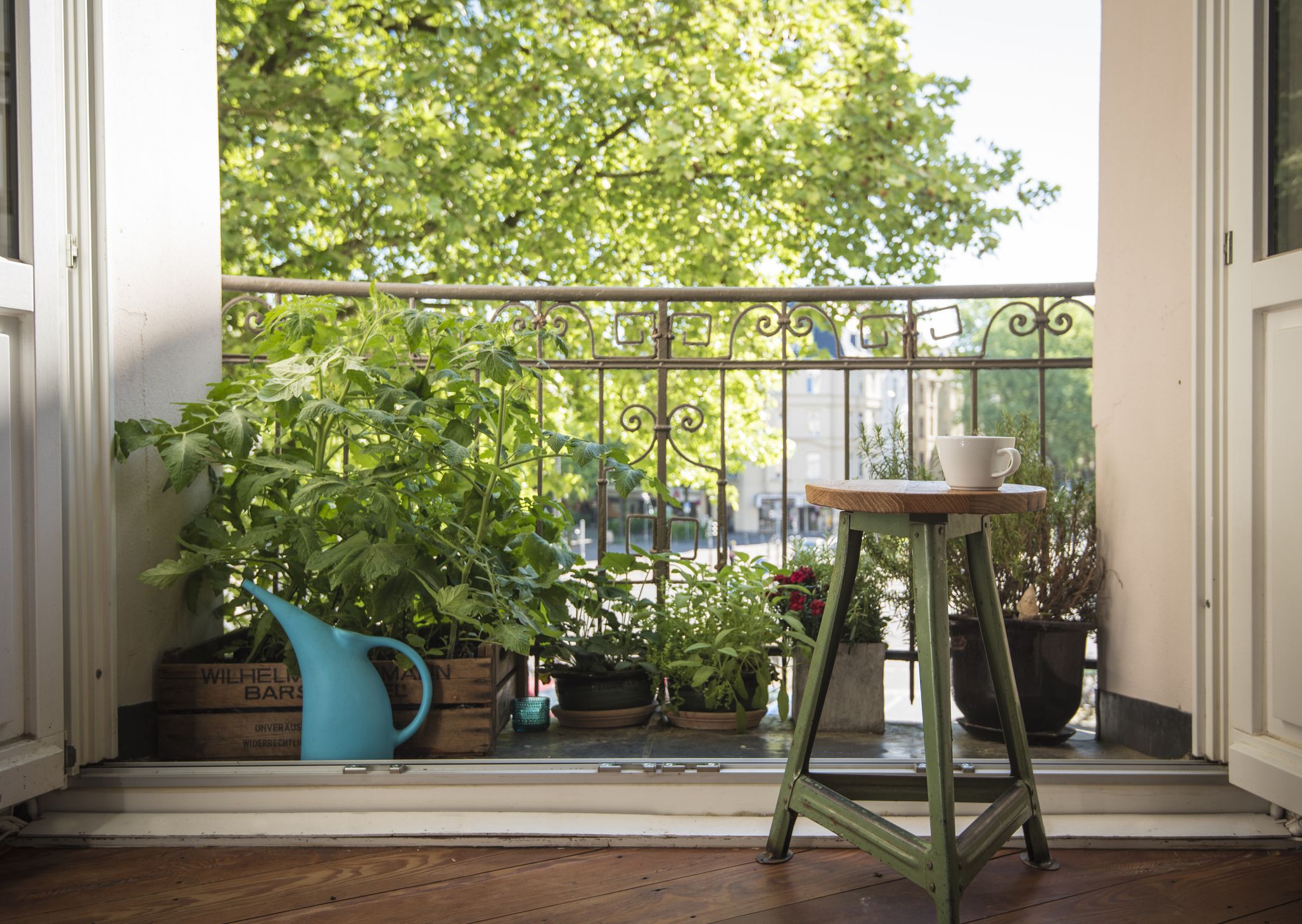 urban_plants_1