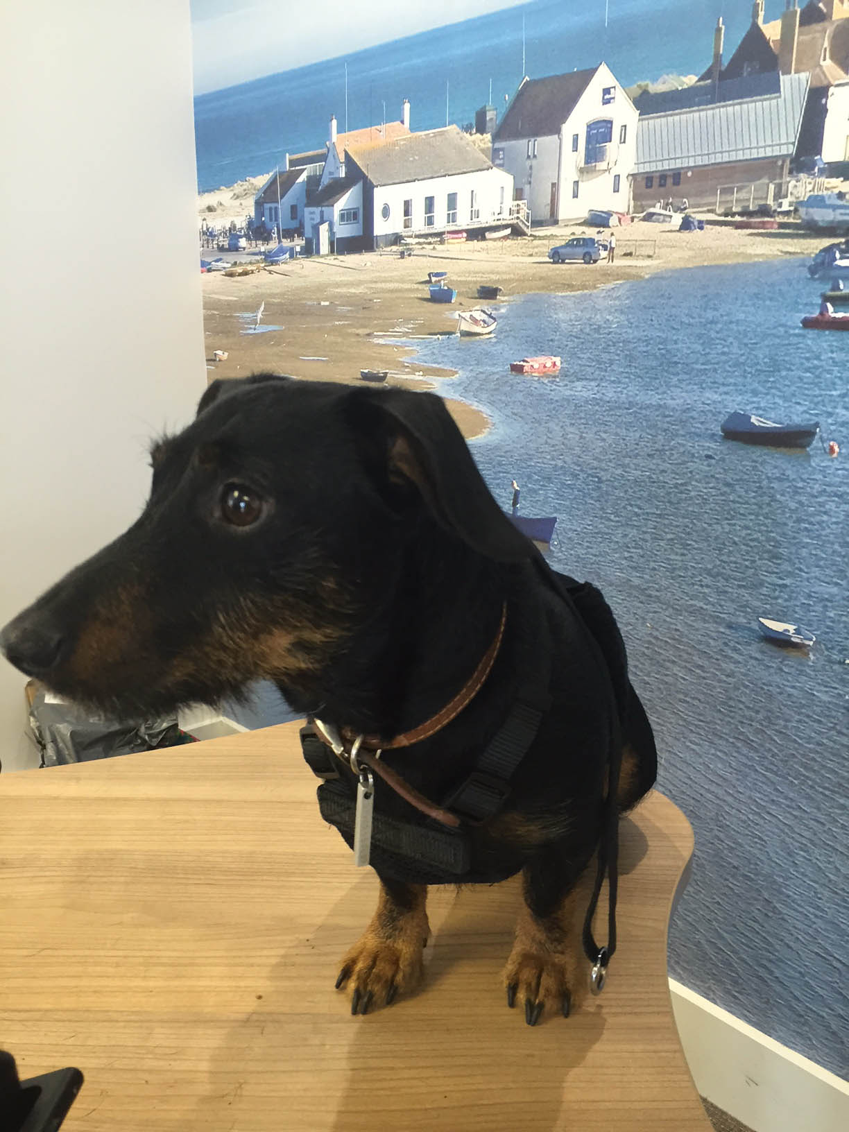 Dude - Office dog