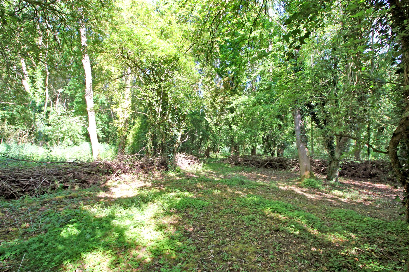 Woodland