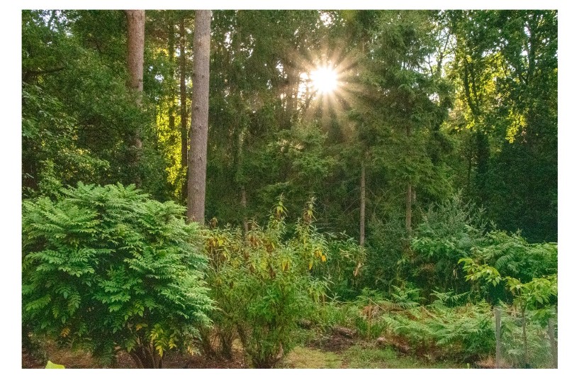 Hollybush Ride, Finchampstead, Wokingham, Berkshire, RG40