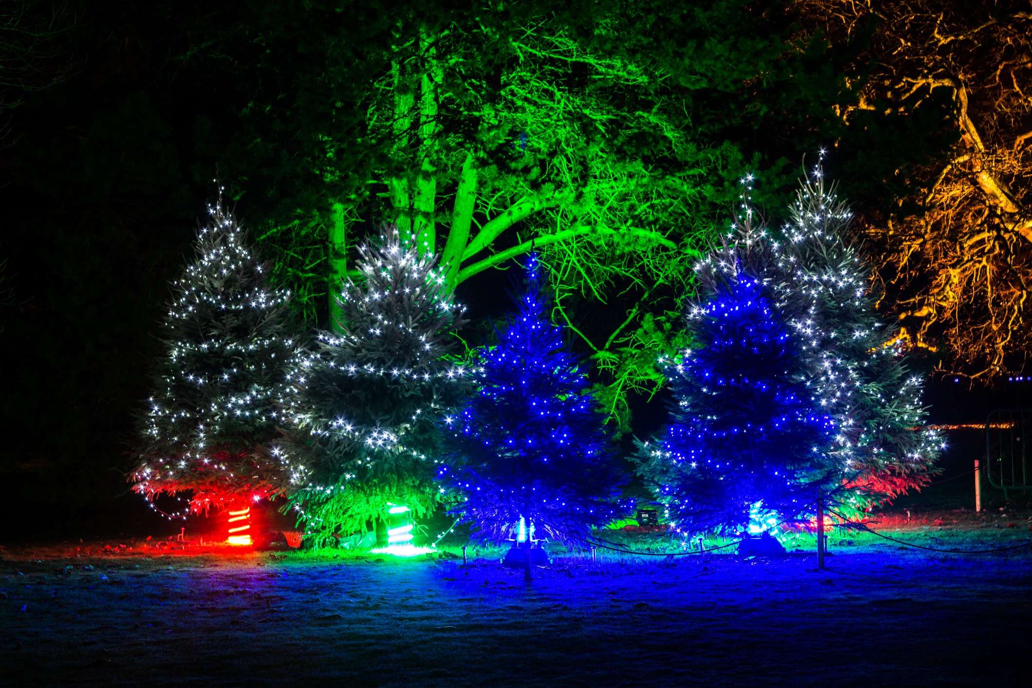 Christmas-at-kew
