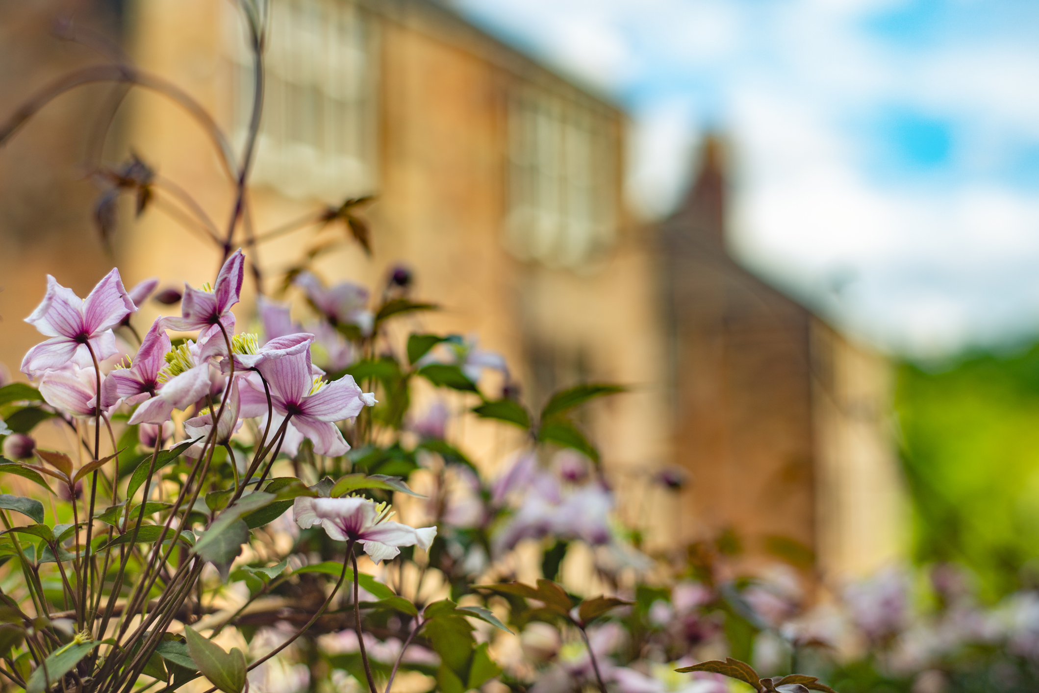Flowers-house-blur-shot