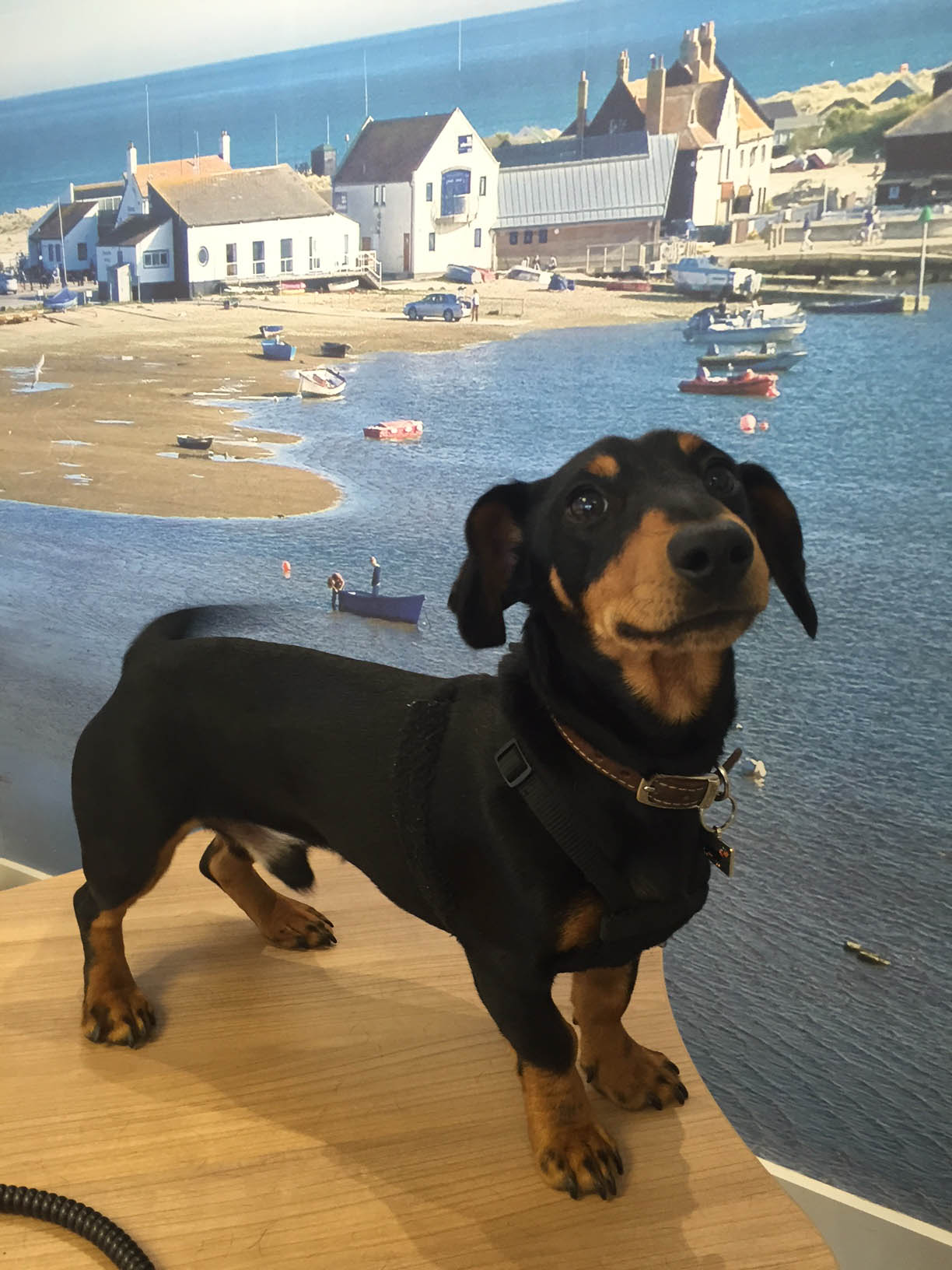 Monty - Office dog