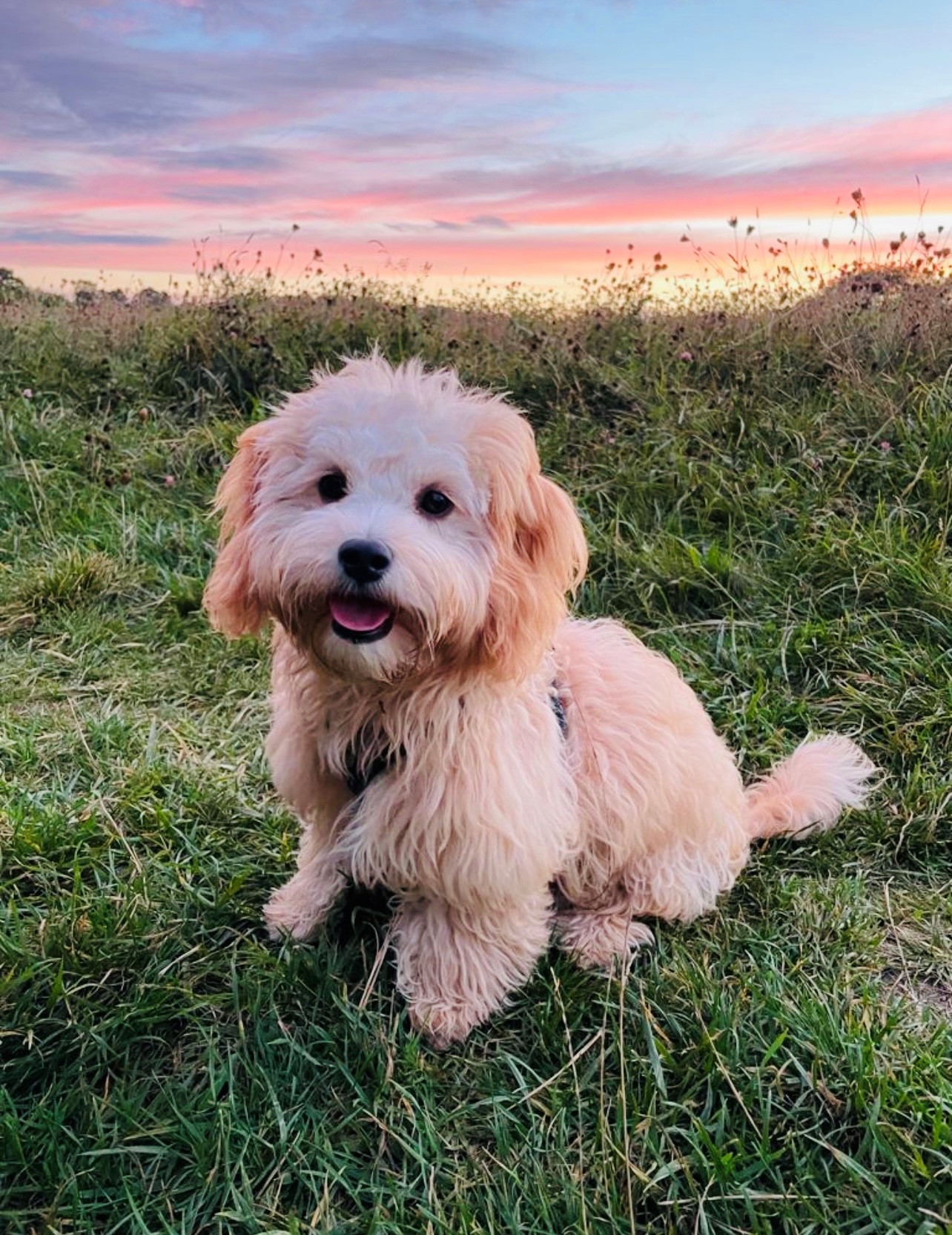 Levi the Cavapoo
