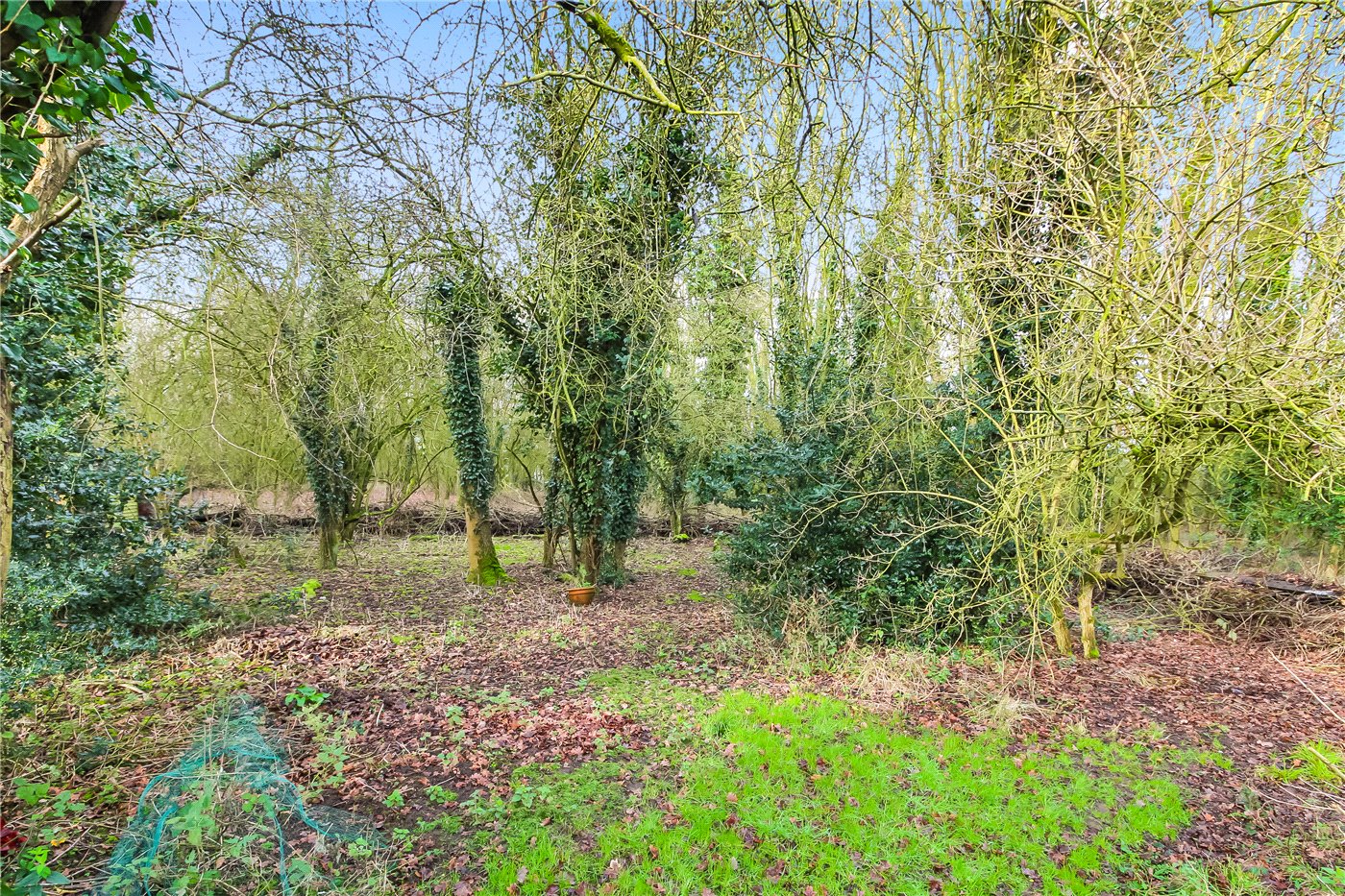 Woodland