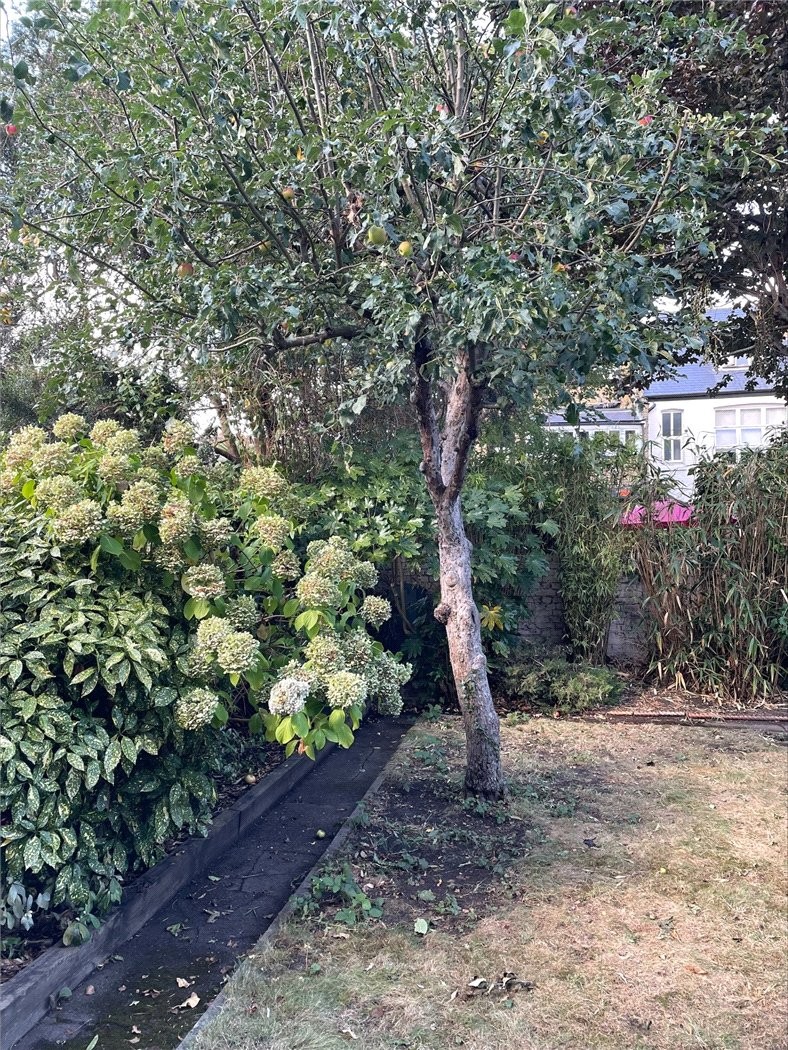 Norroy Road, London, SW15