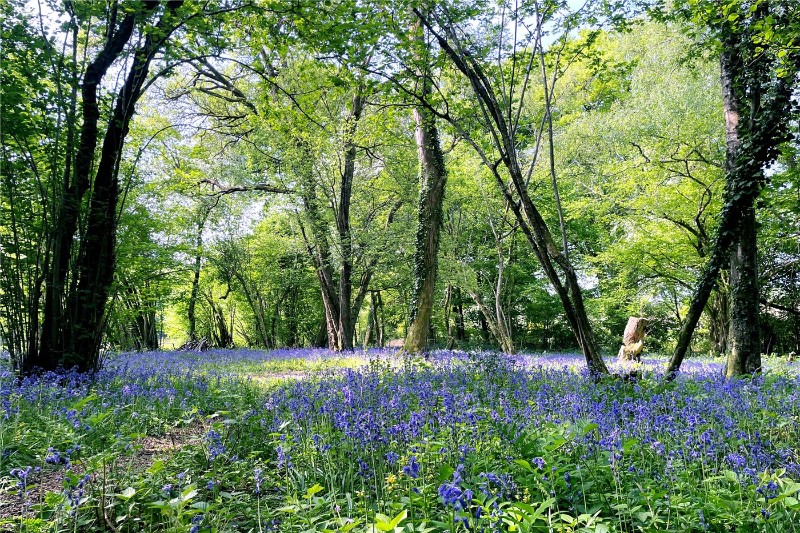 The Tree House, Winchester Road, West Meon, Hampshire, GU32