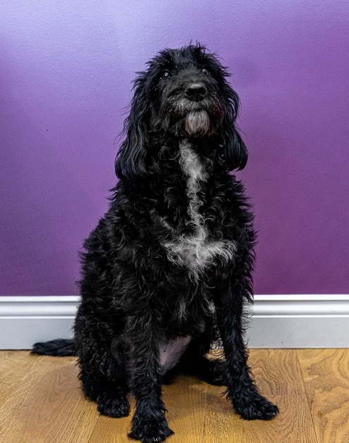 Oreo