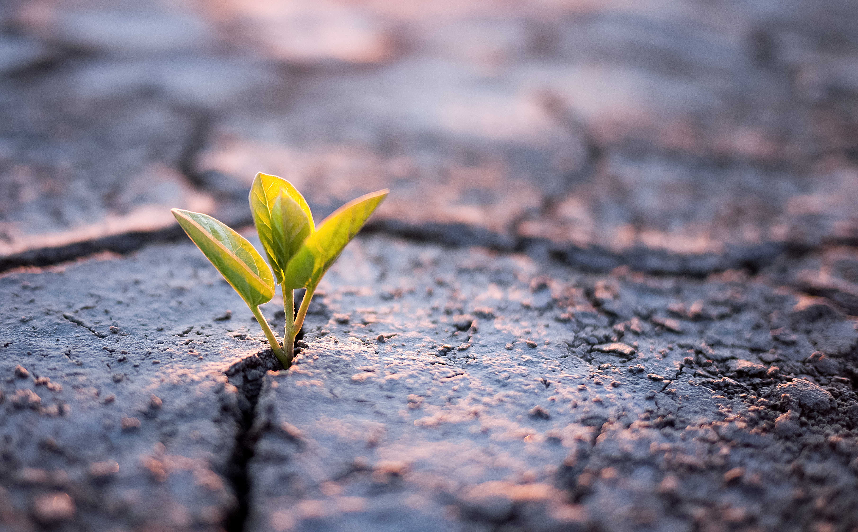 Surviving_blog_-_growing_plant
