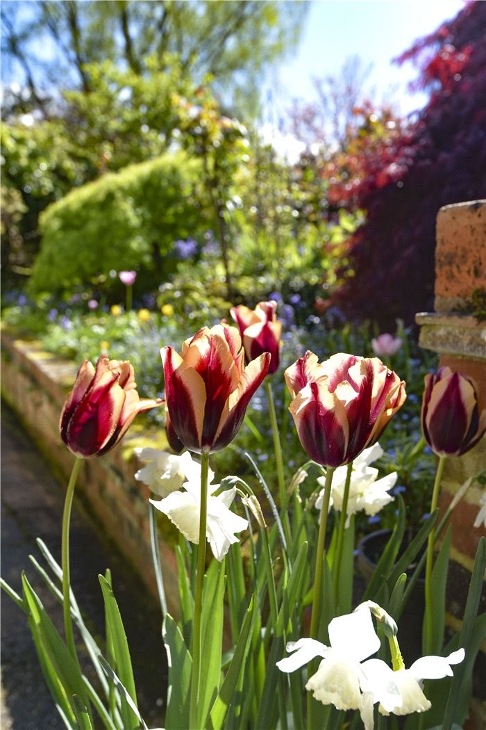 Canford Magna, Wimborne, Dorset, BH21