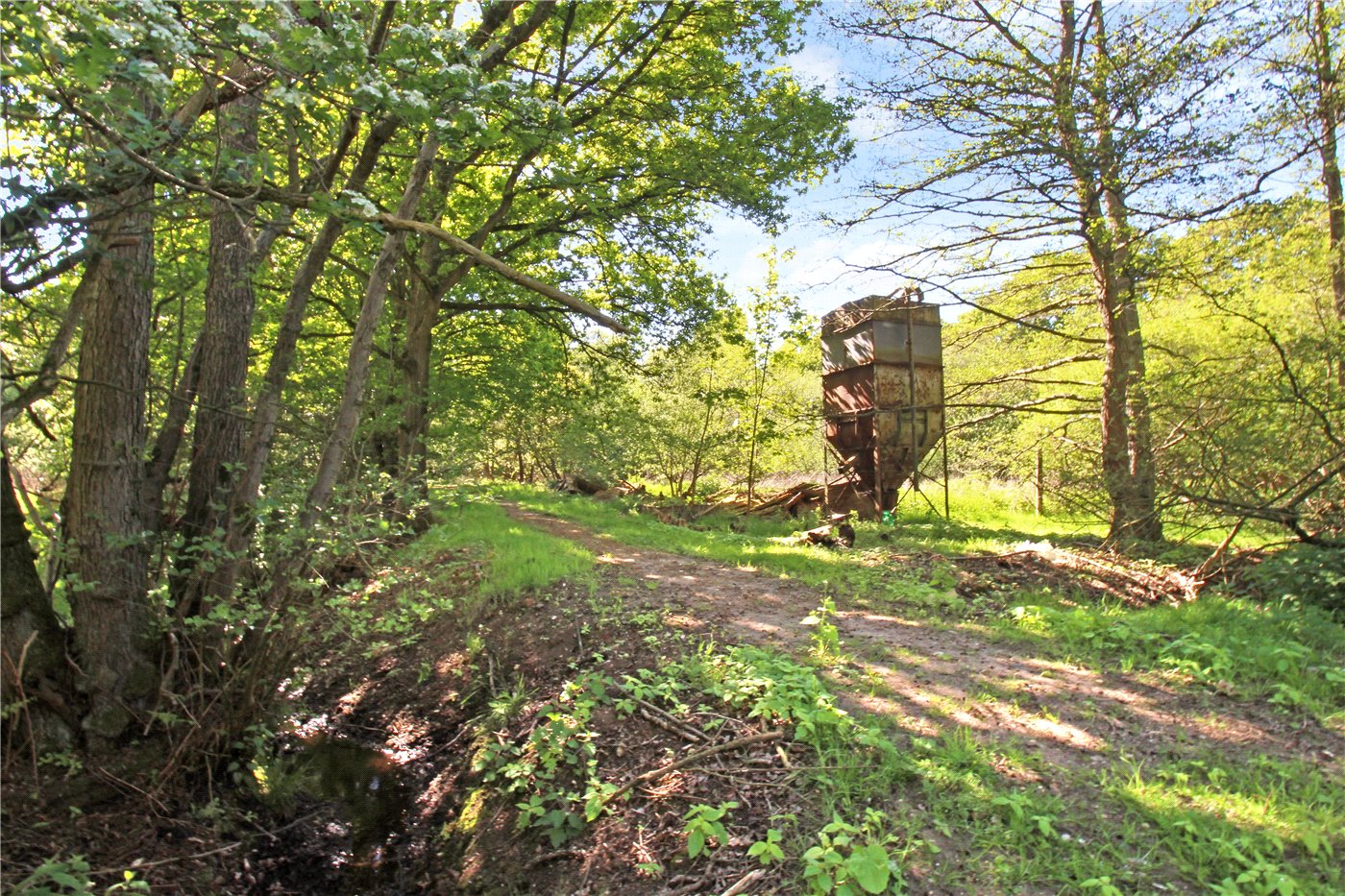 Woodland