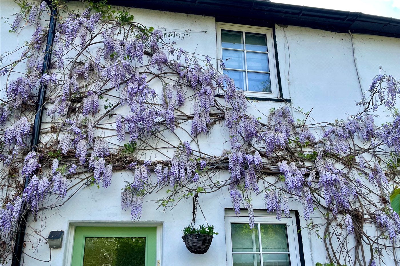 Wisteria
