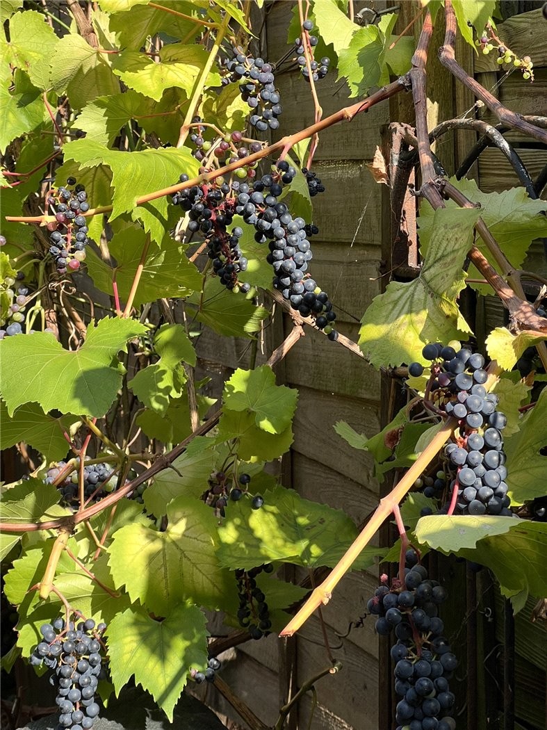 Westbury Avenue, London, N22