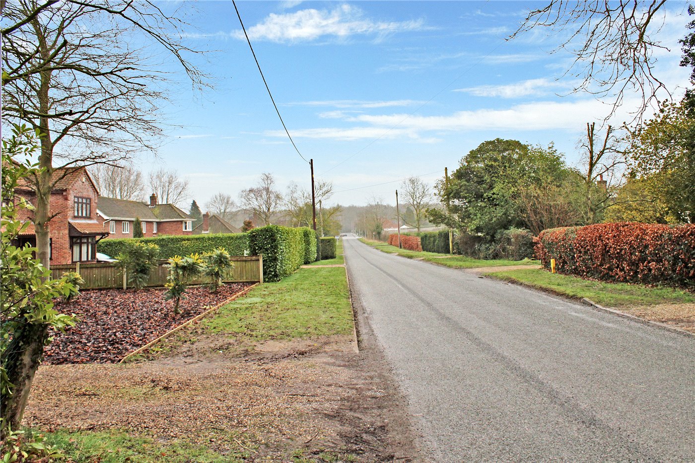 Tree Lined Road